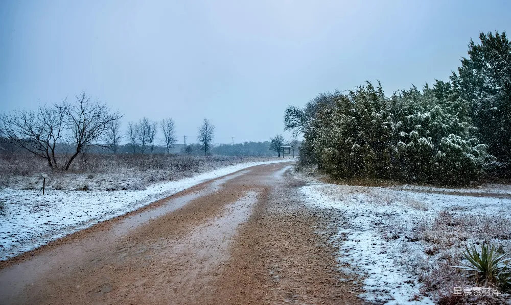 高清摄影 白天绿树覆盖着雪地的地面上