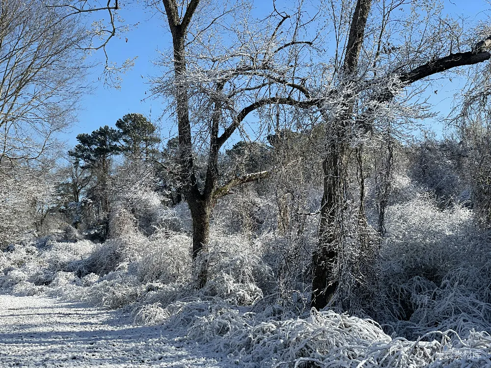 高清摄影 树林中的雪覆盖小径