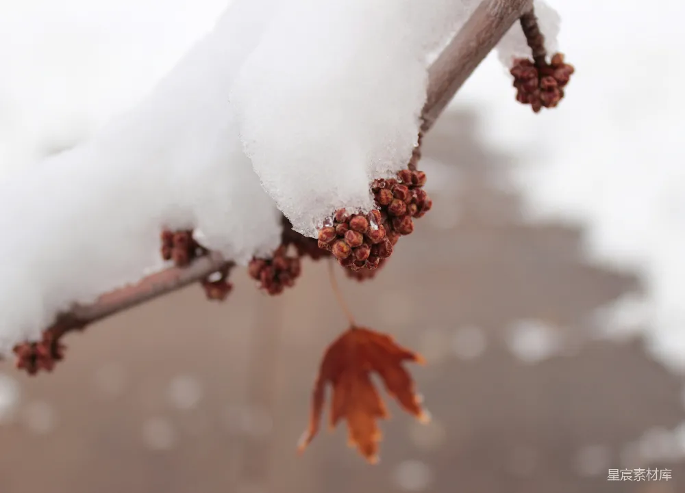 高清摄影 雪覆盖树木的聚焦式摄影