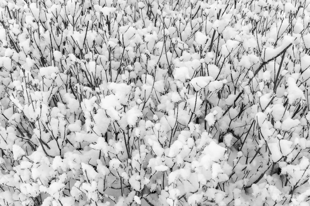 高清摄影 黑白照片中覆盖着白雪的植物
