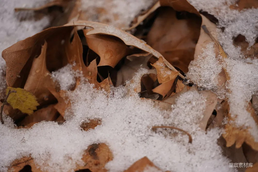 高清摄影 一堆落叶堆在覆盖着白雪的地面上