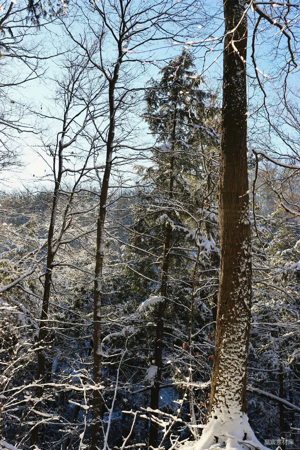 高清摄影 覆盖着白雪的森林里有许多树木