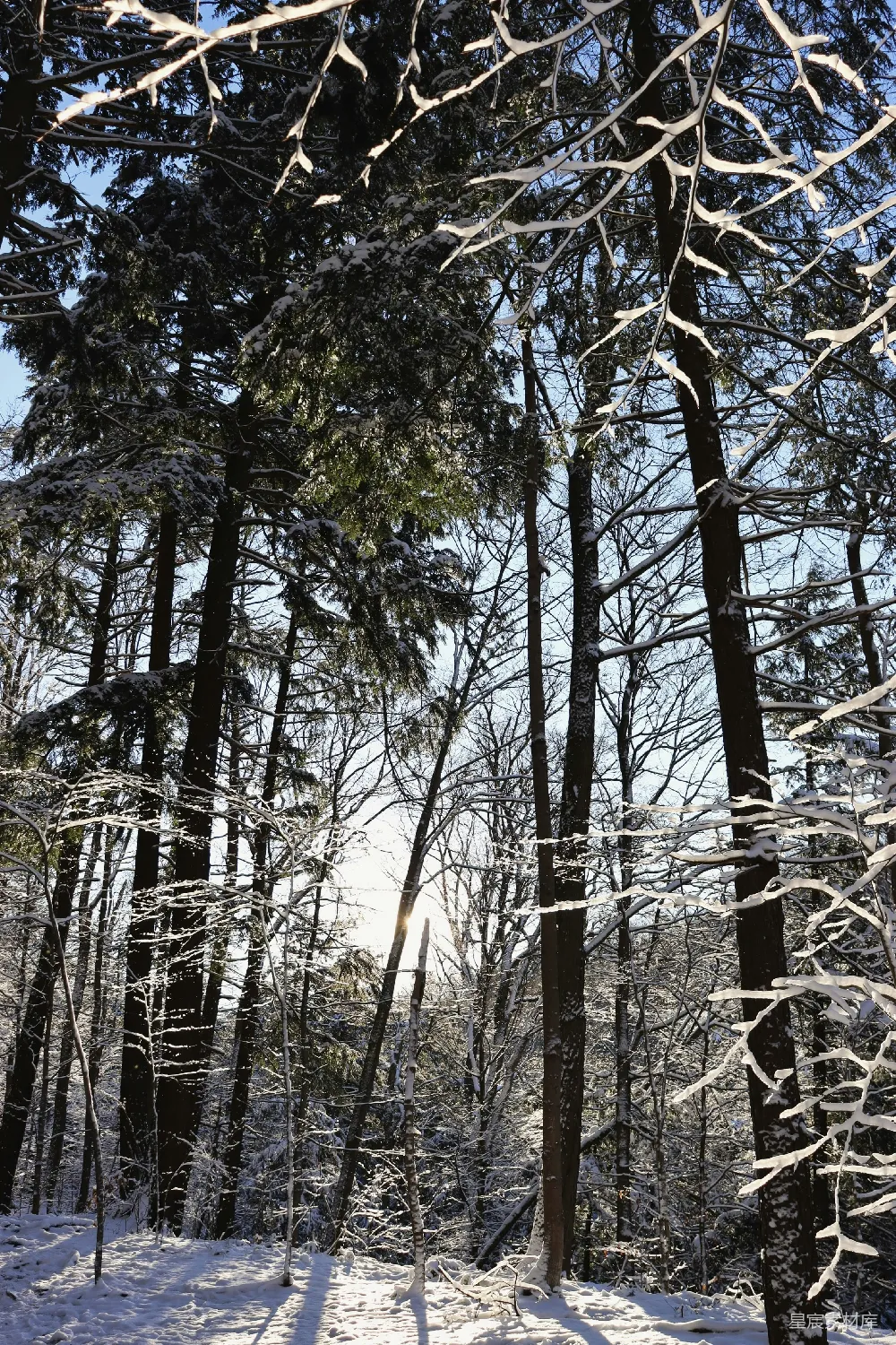 高清摄影 滑雪者正在森林小径下滑行