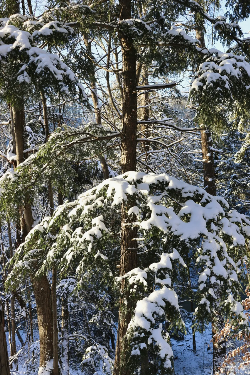 高清摄影 覆盖着白雪的森林里充满了树木