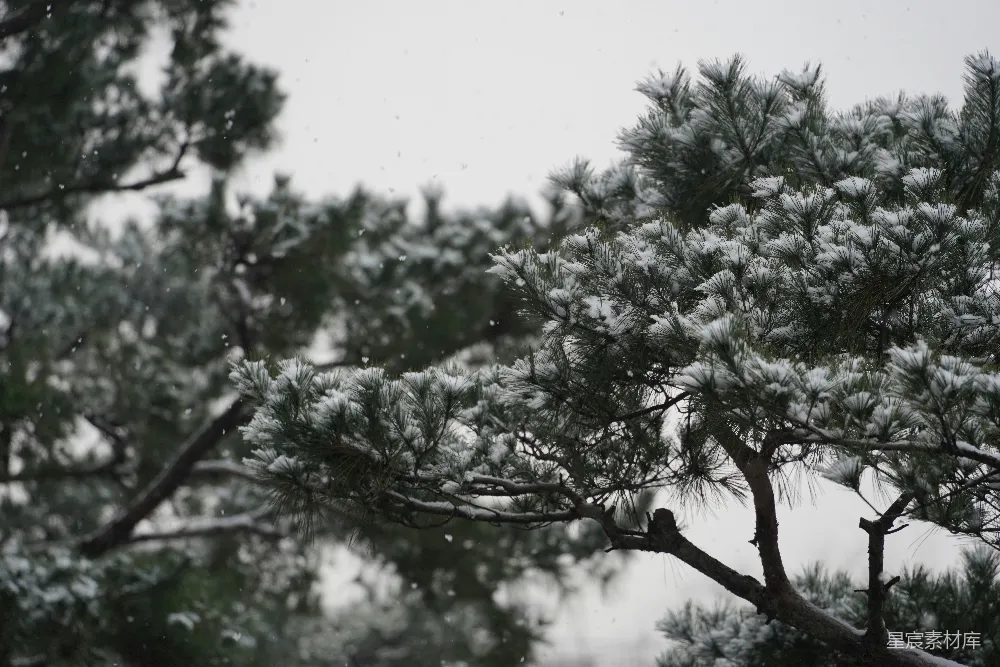 高清摄影 一只鸟站在一棵树的树枝上，在雪中。