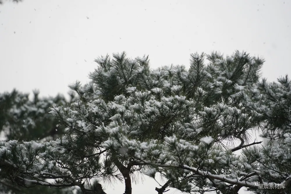 高清摄影 雪天里一棵覆盖着白雪的松树