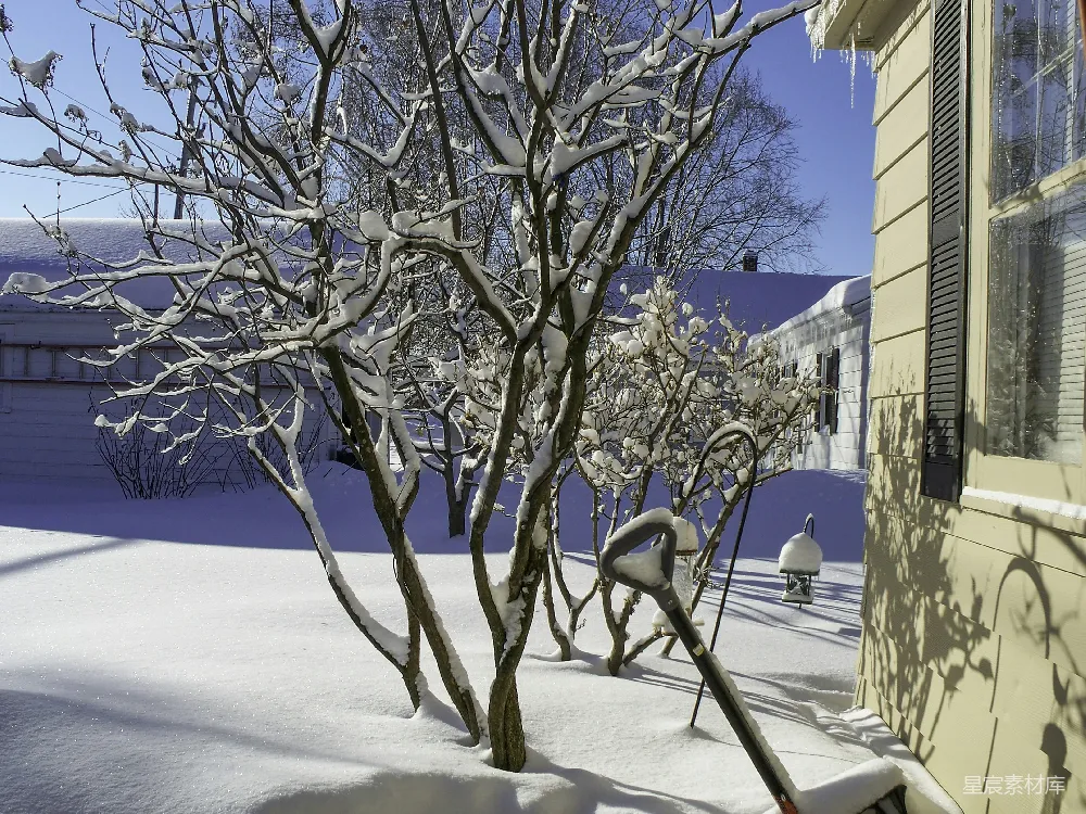 高清摄影 树上覆盖着白雪旁边有一栋建筑