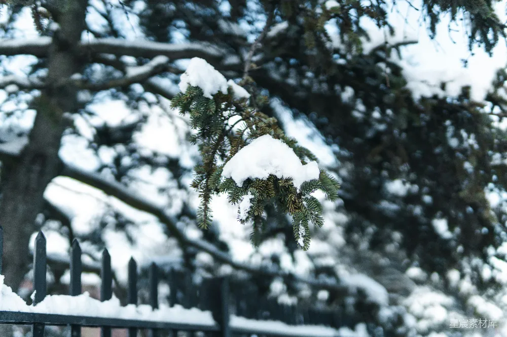 高清摄影 雪墙般的篱笆旁边有一棵树
