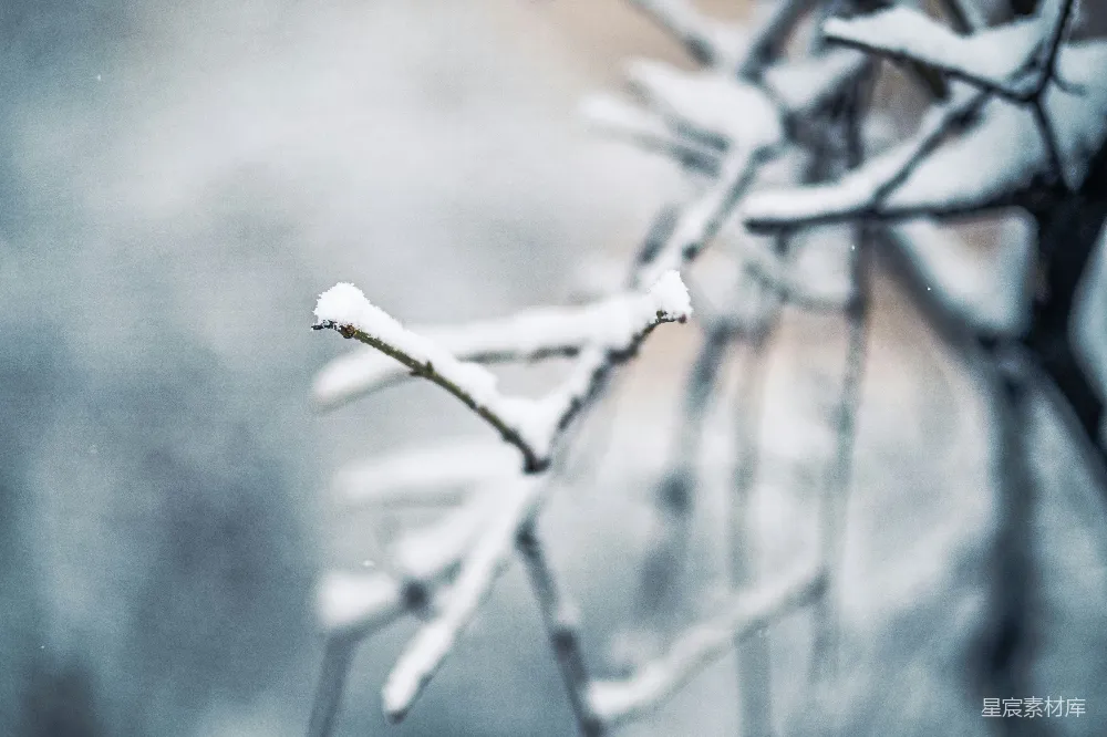 高清摄影 棕色树干上的白雪