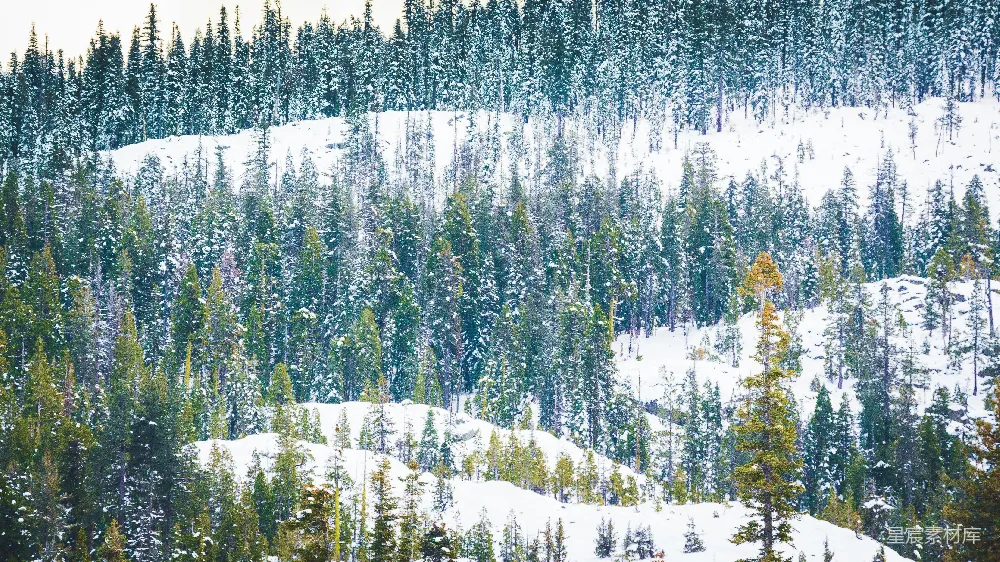 高清摄影 覆盖着白雪的山遍布了许多树木