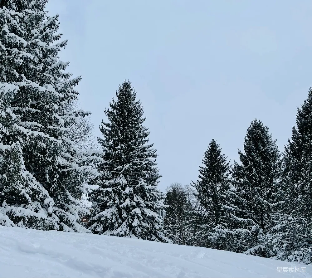 高清摄影 一片雪覆盖的树林景观