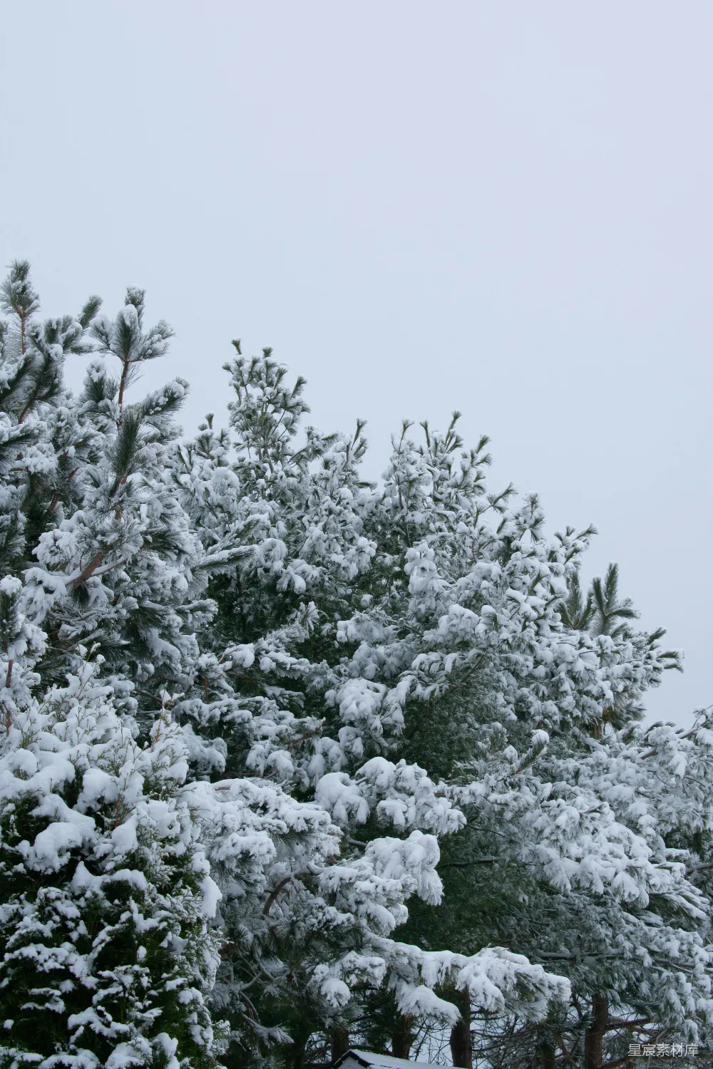 高清摄影 邻近栅栏的一棵覆盖着积雪的松树