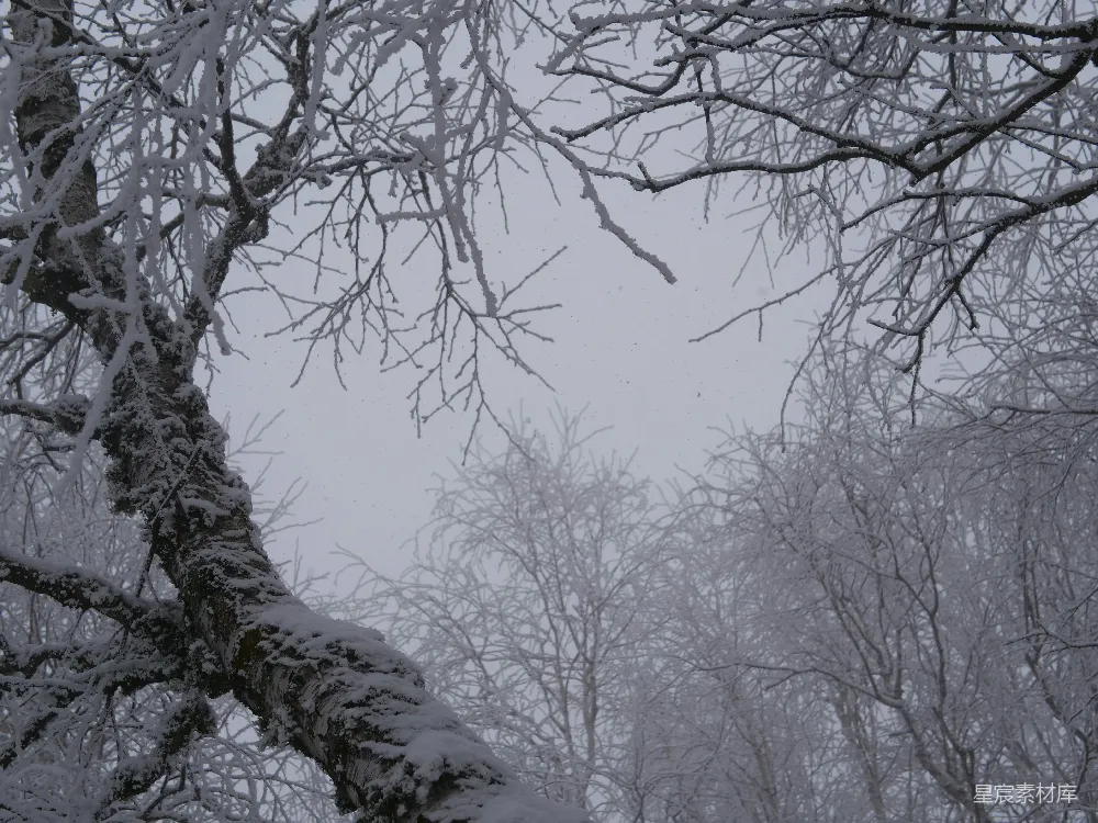 高清摄影 森林中一棵覆盖着白雪的树