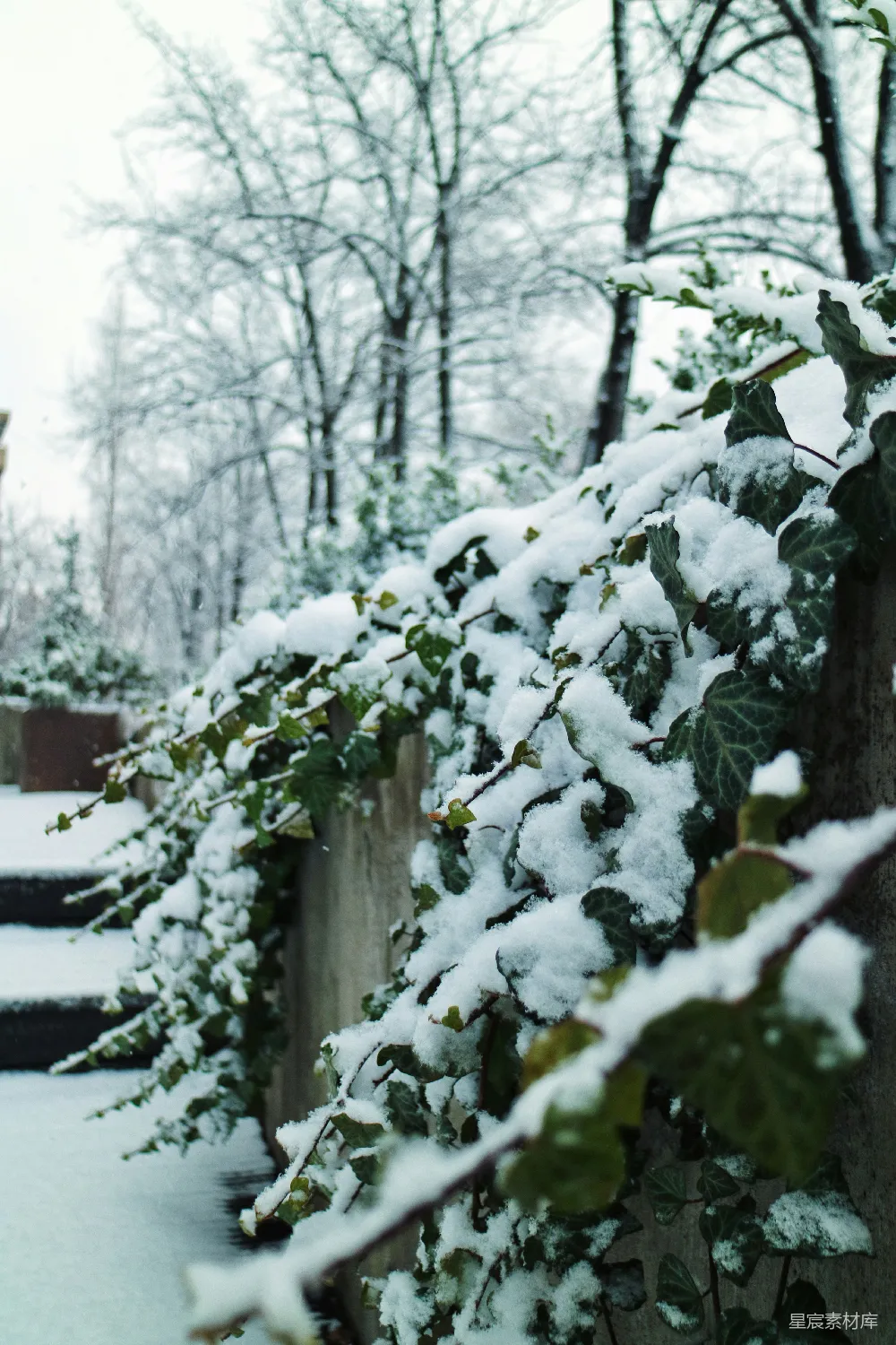 高清摄影 覆盖着白雪的树木