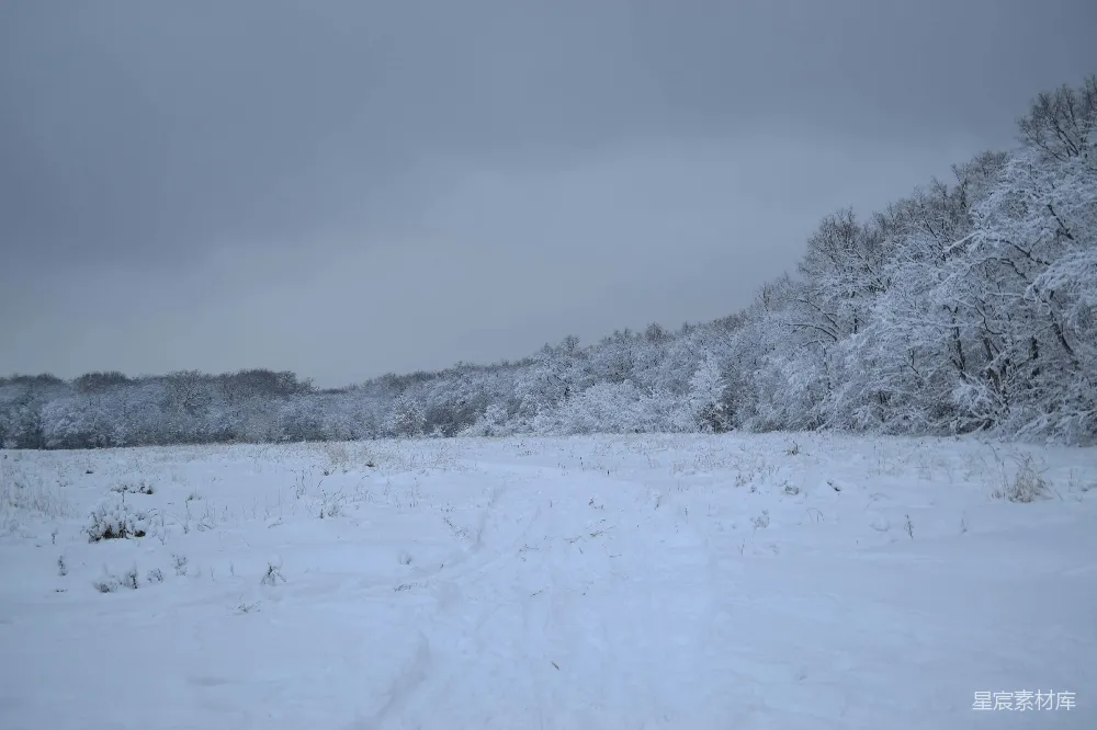 高清摄影 雪覆盖的田野和树木