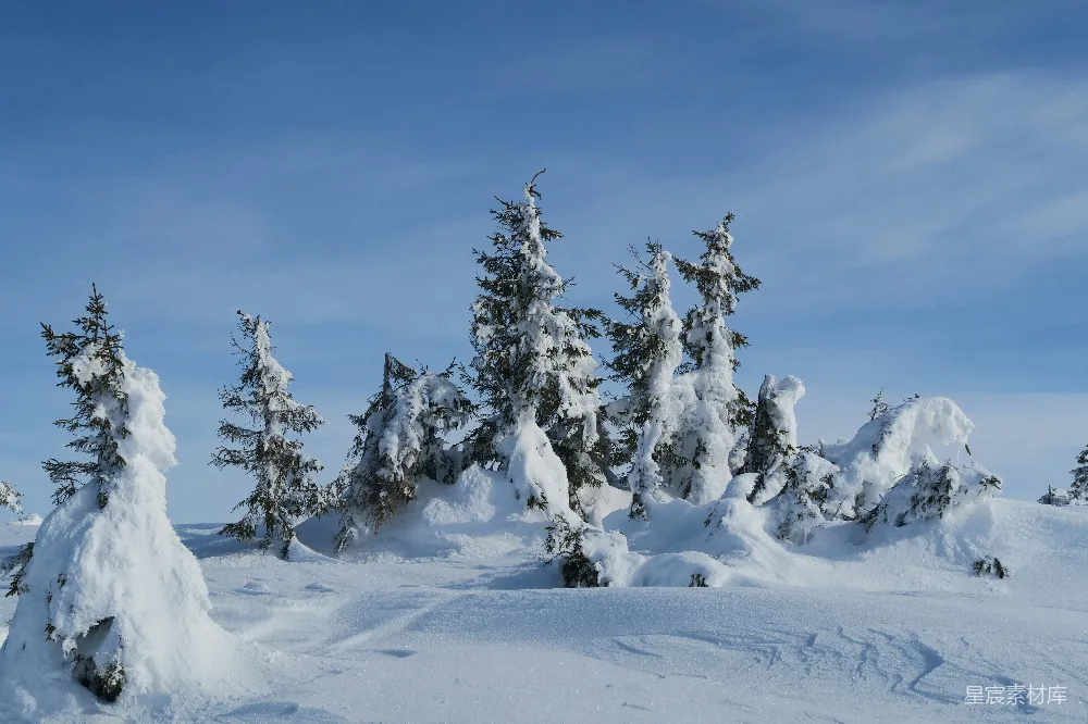 高清摄影 一群覆盖着白雪的松树