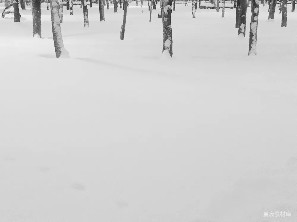 高清摄影 黑白照片中的雪林