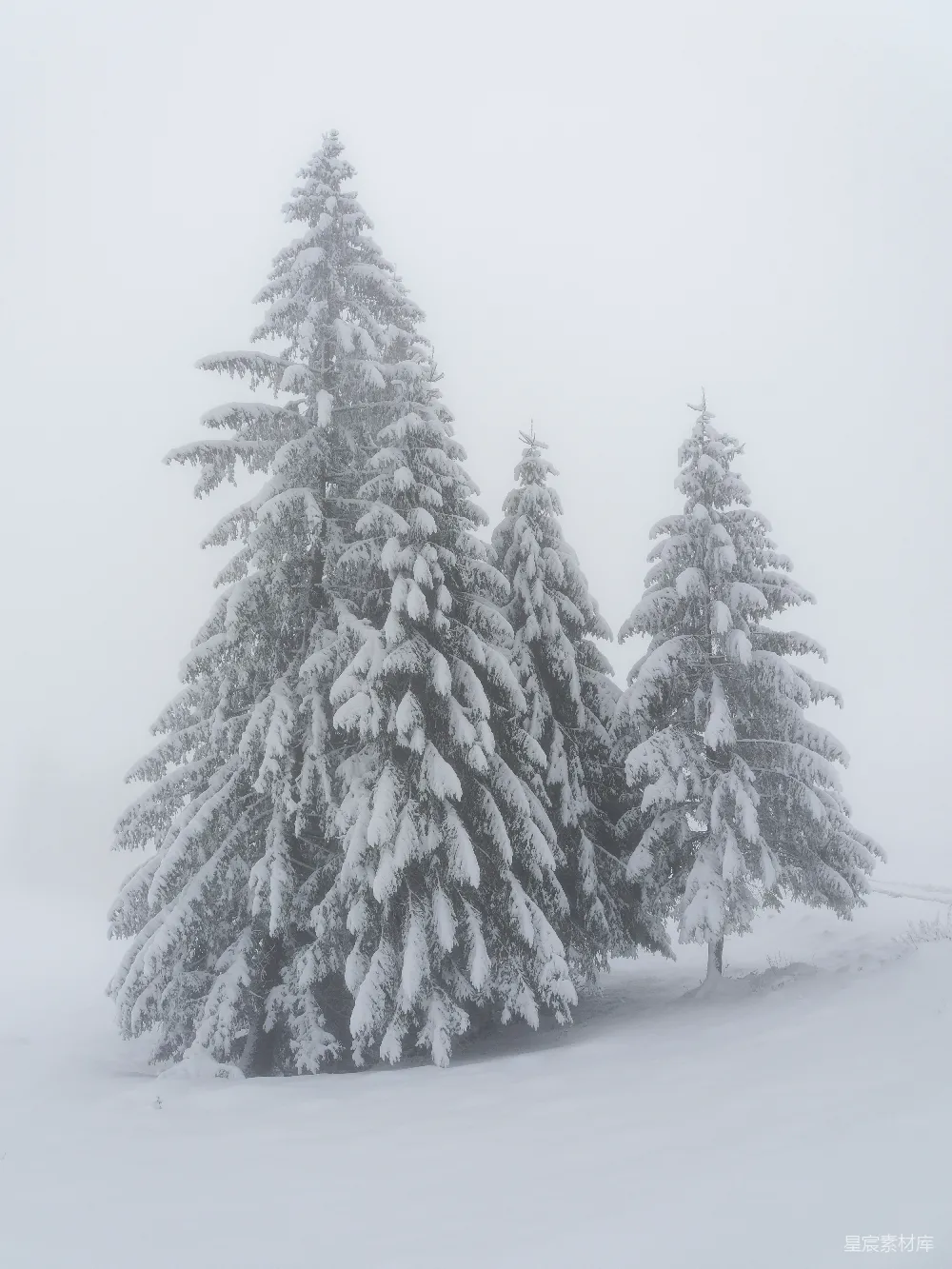 高清摄影 几棵树在雪中