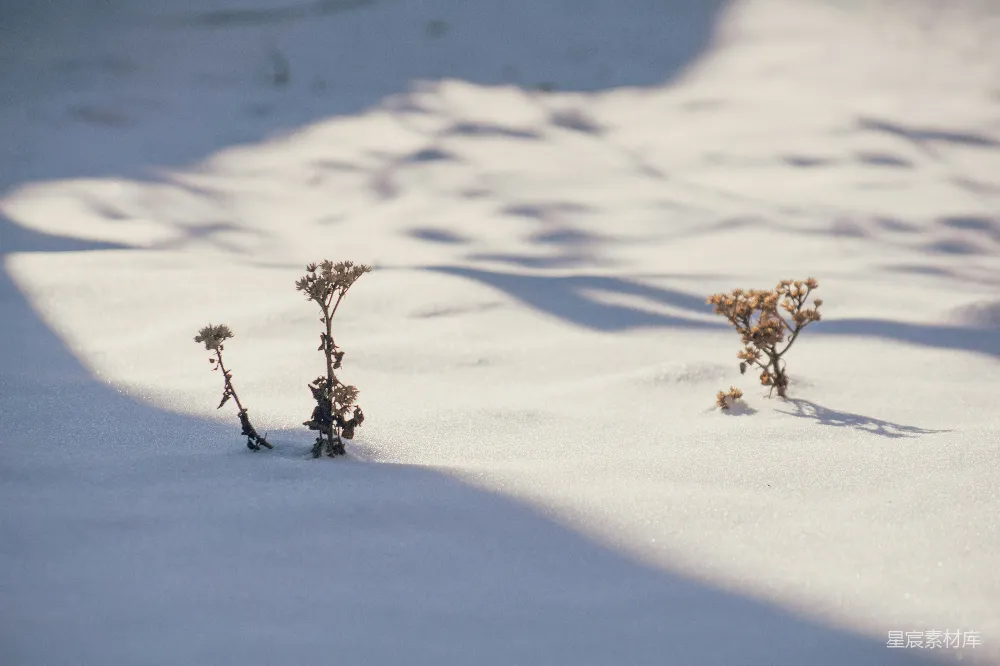 高清摄影 几株在雪中的植物