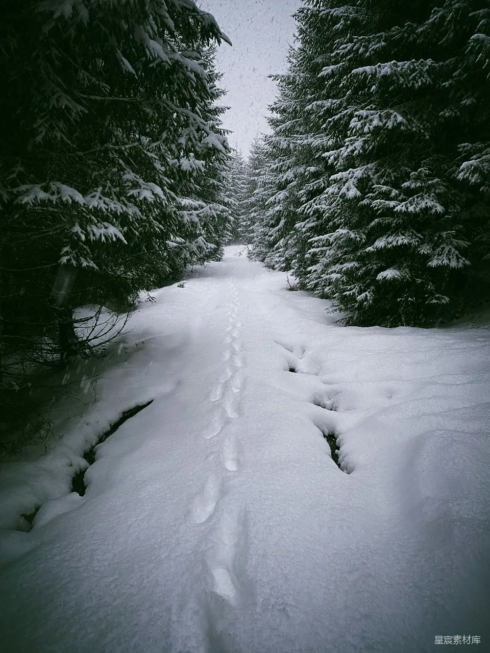高清摄影 两棵常绿树之间的一条雪地上形成的路径