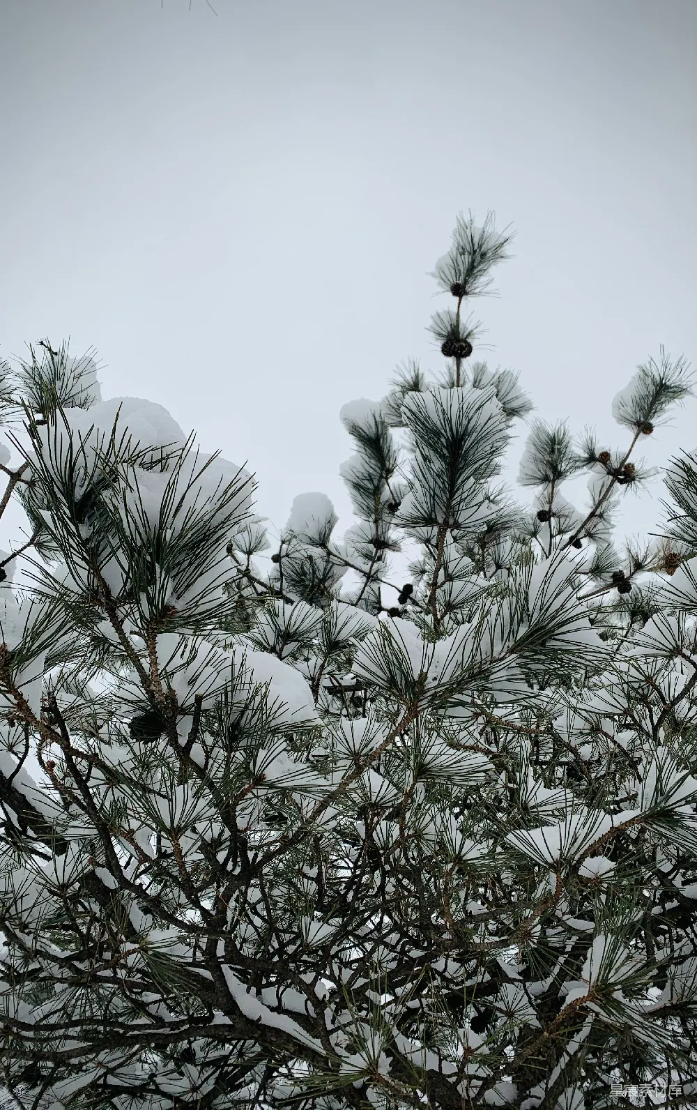 高清摄影 带雪的松树枝