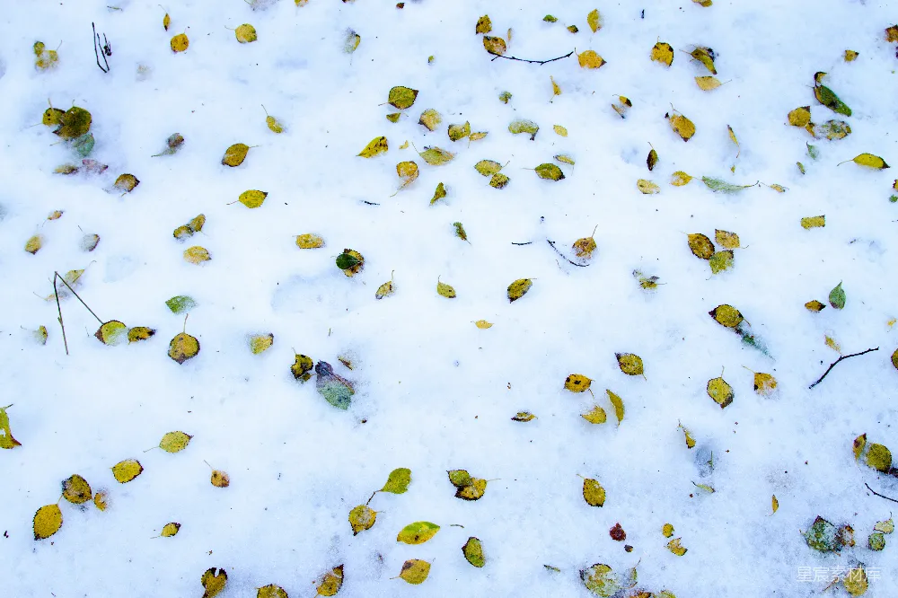 高清摄影 一堆落在雪地里的叶子