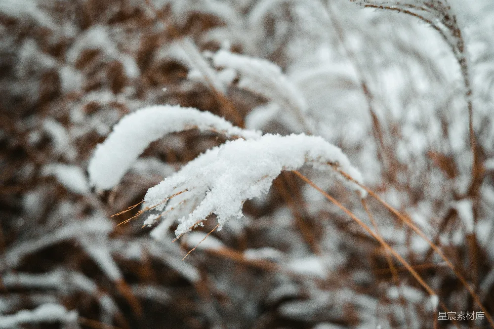 高清摄影 一株覆雪植物的特写