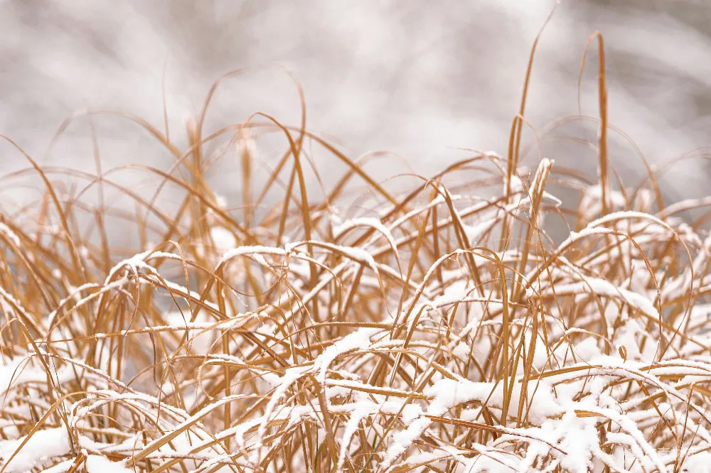 高清摄影 覆盖着白雪的一些草地的特写