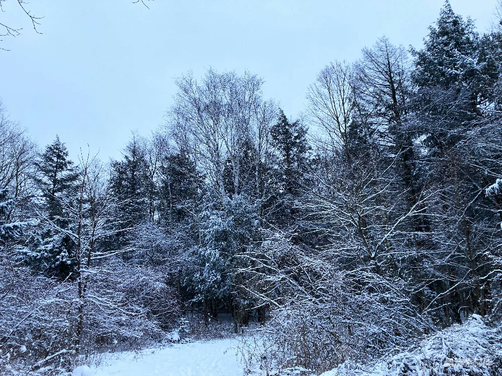 高清摄影 覆盖着白雪的森林里布满了树木