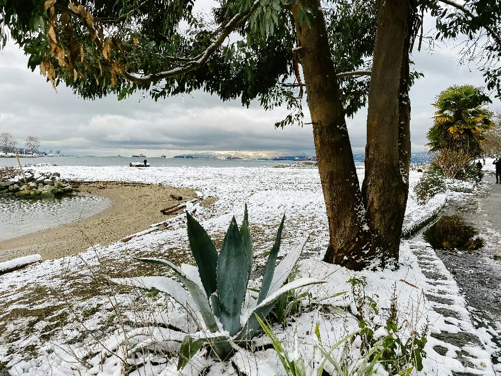 高清摄影 覆盖着白雪的海滩旁边有一棵树和一片水域