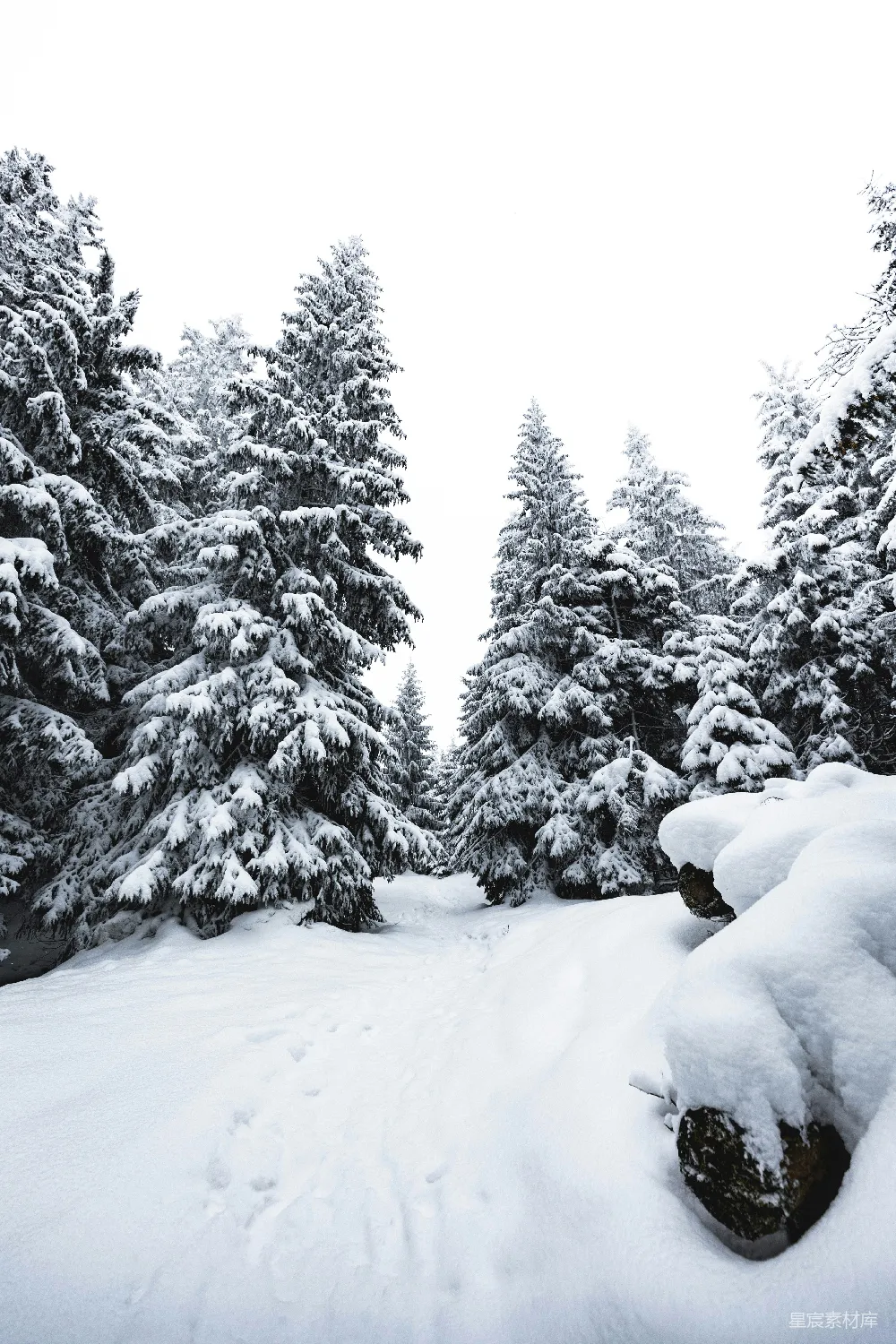 高清摄影 白天覆雪的松树