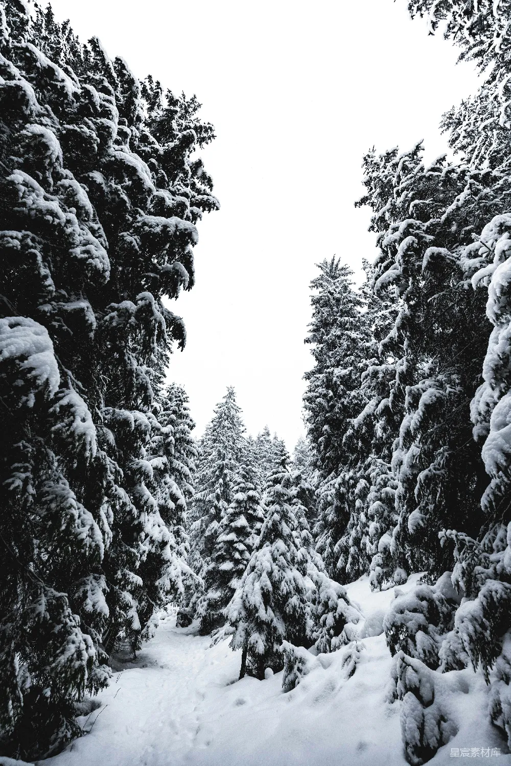 高清摄影 白天树木覆雪