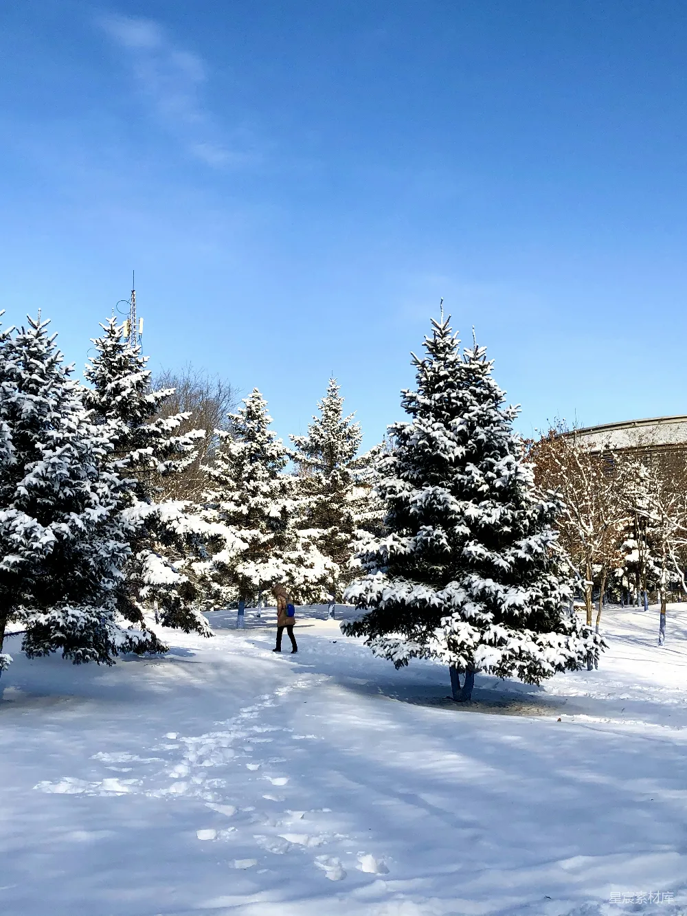 高清摄影 几棵树在雪中
