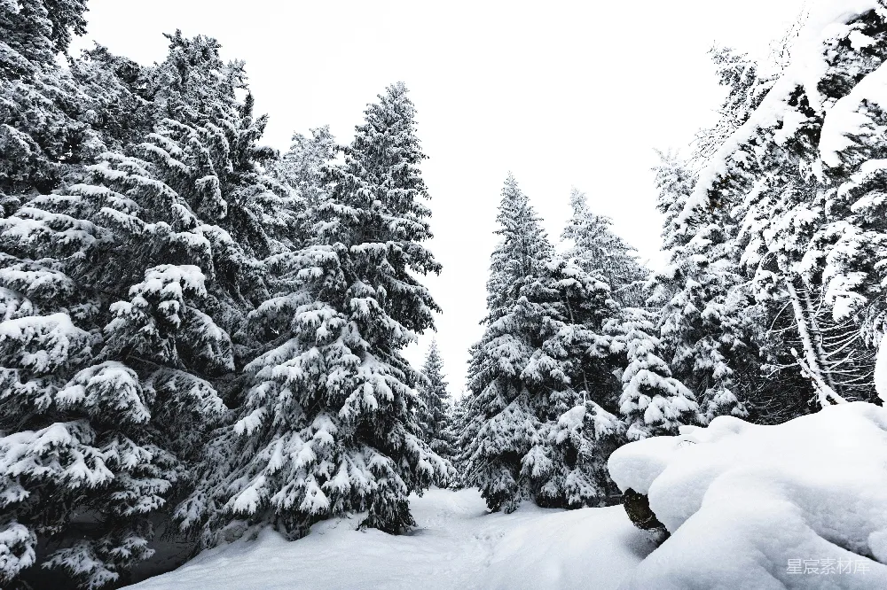 高清摄影 黑色夹克和黑色长裤的人站在覆有积雪的地面上，靠近一些树木，在白天。