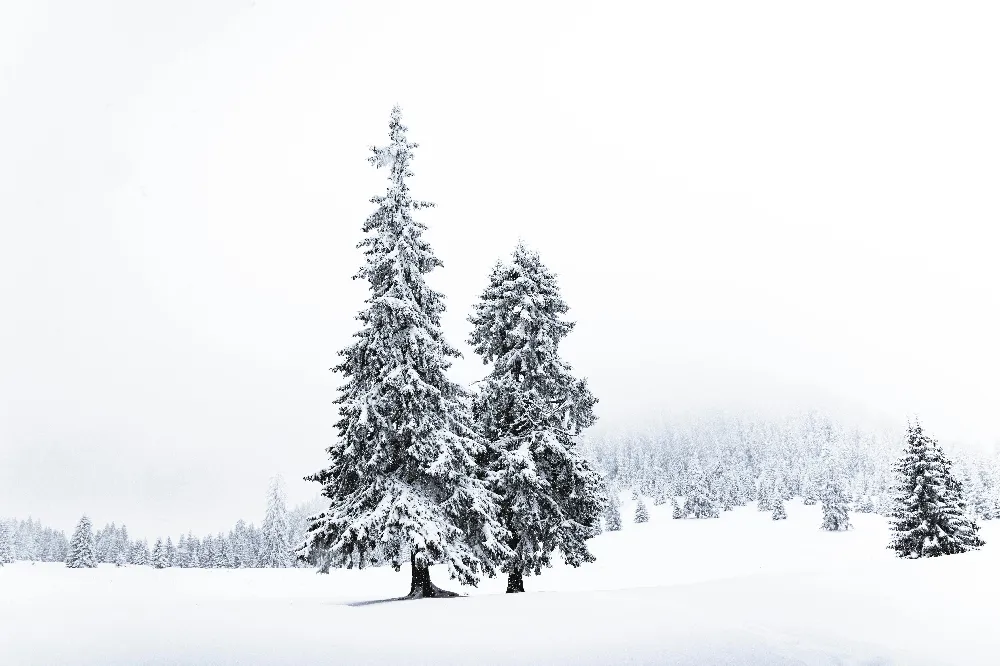 高清摄影 白天覆盖着白雪的松树