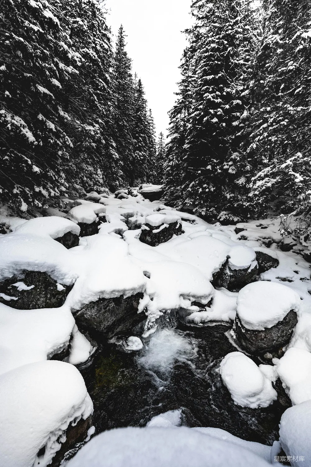 高清摄影 树间河流的灰度照片