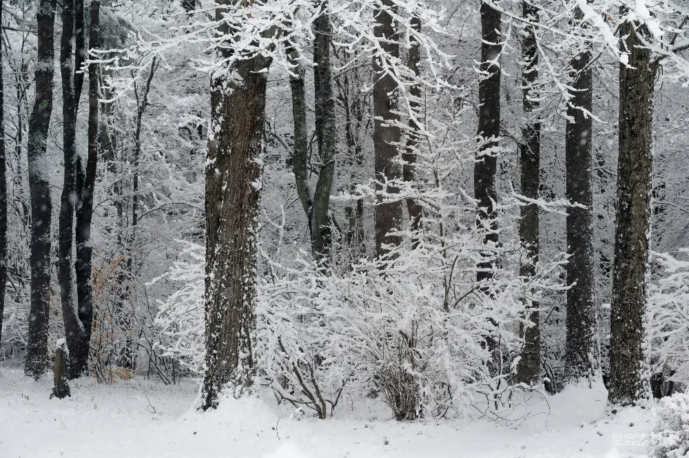 高清摄影 覆盖着白雪的森林充满了树木。