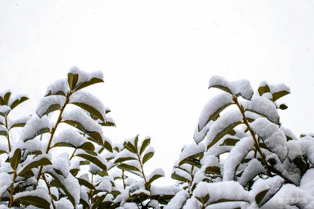 高清摄影 背景为一片雪覆盖的树枝，天空洁白。