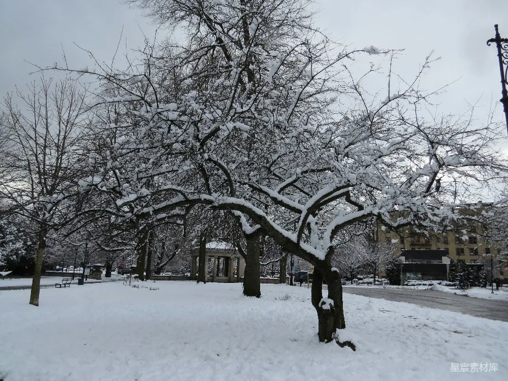 高清摄影 一棵树上覆盖着白雪旁边是一栋建筑