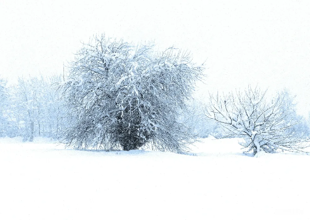 高清摄影 几棵树上覆盖着白雪