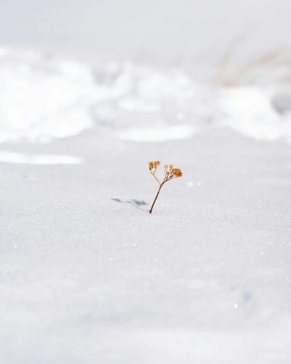 高清摄影 雪中悄然萌发出一株小植物