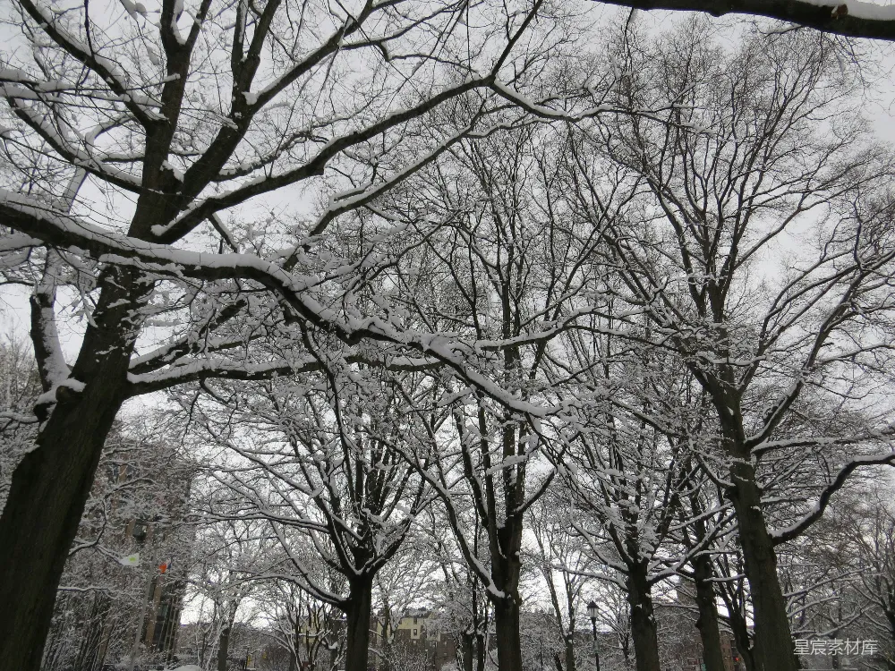 高清摄影 覆盖着白雪的公园里有许多树木