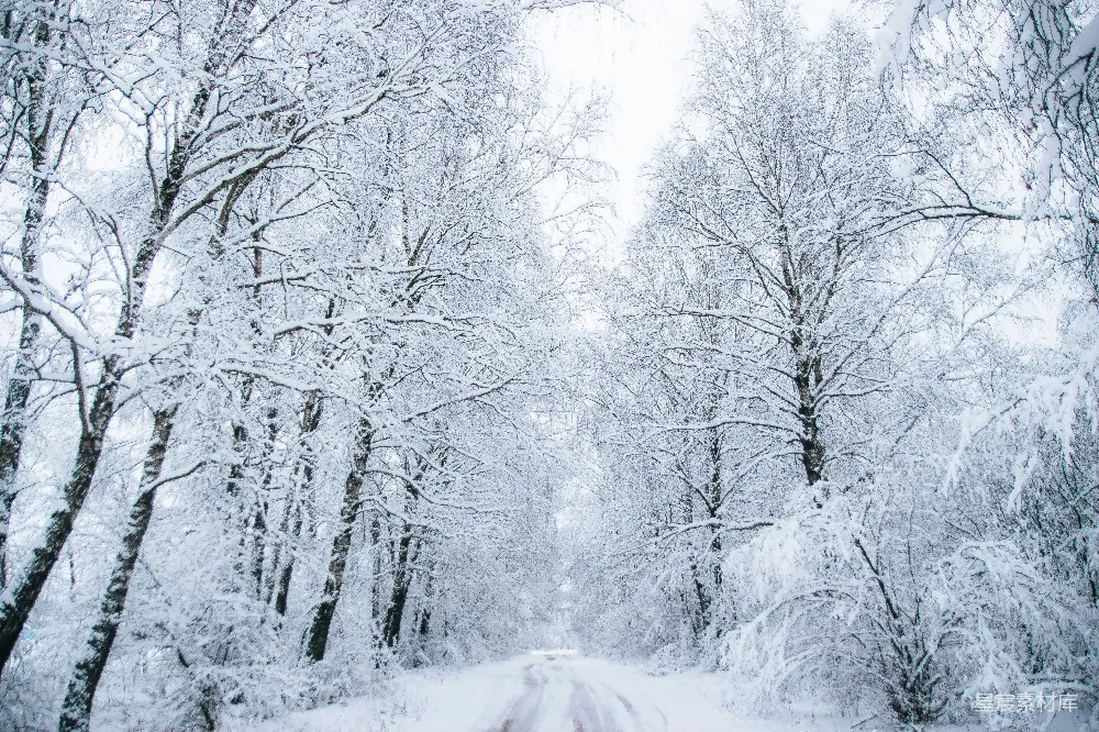 高清摄影 白天树木之间的雪覆盖的道路
