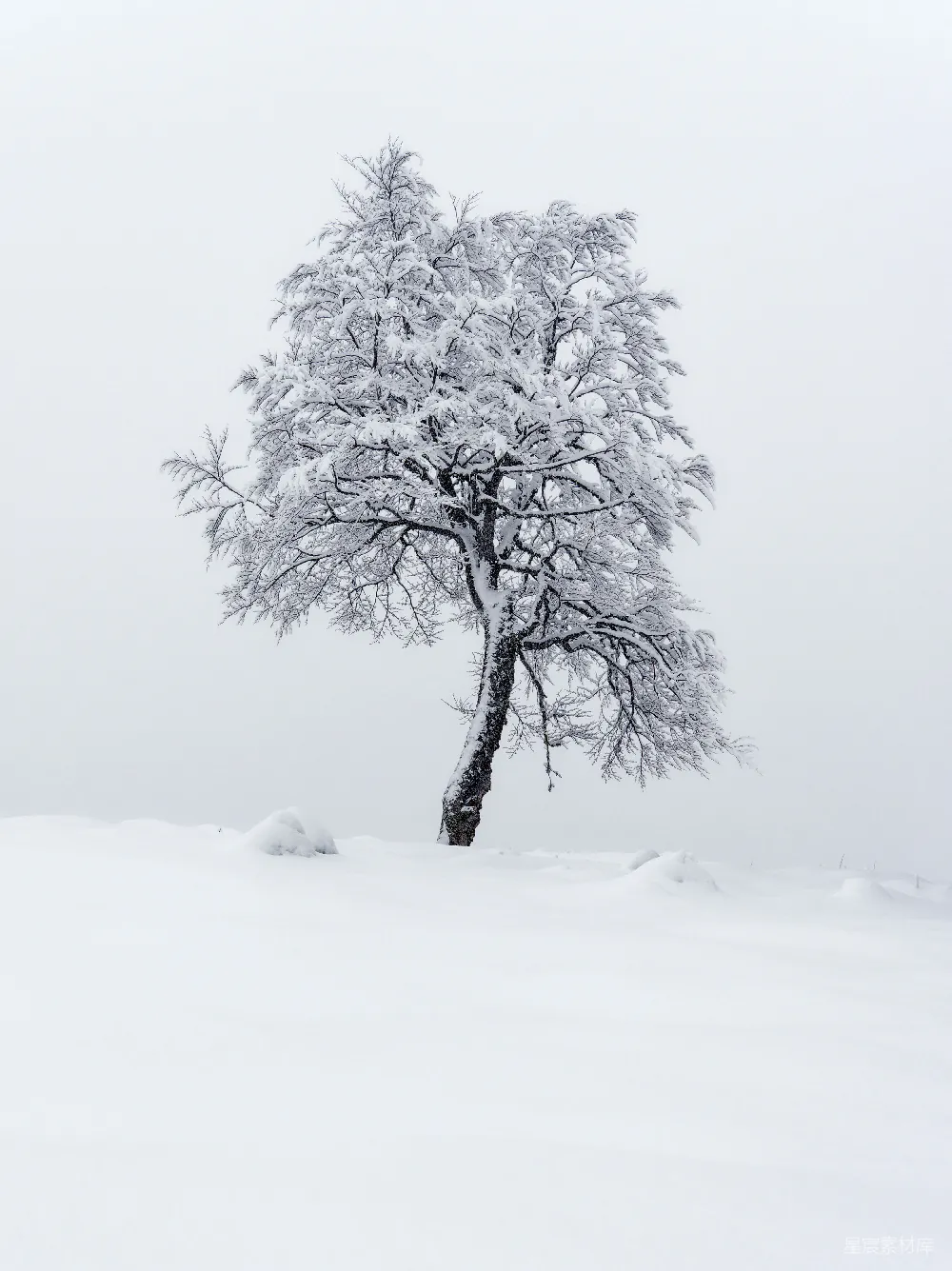 高清摄影 雪原中一棵孤树