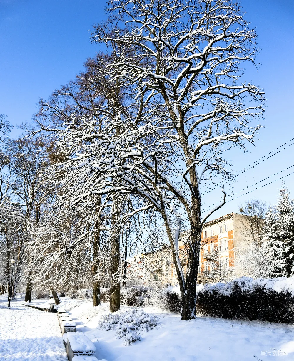 高清摄影 一棵覆盖着白雪的树旁边有一栋建筑