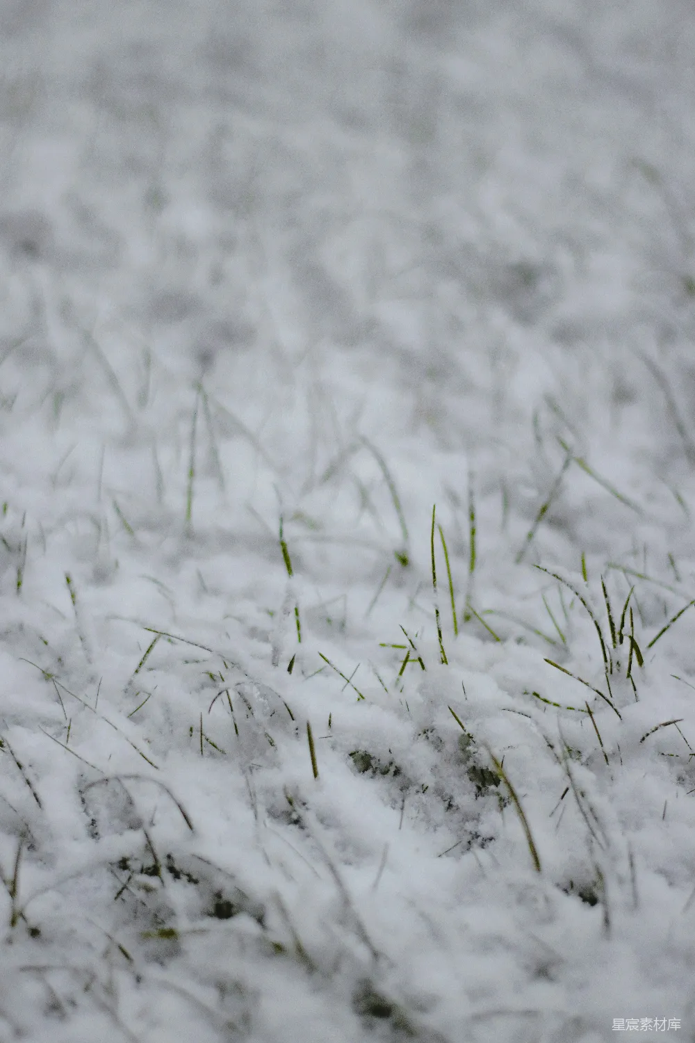高清摄影 白雪覆盖的绿草地