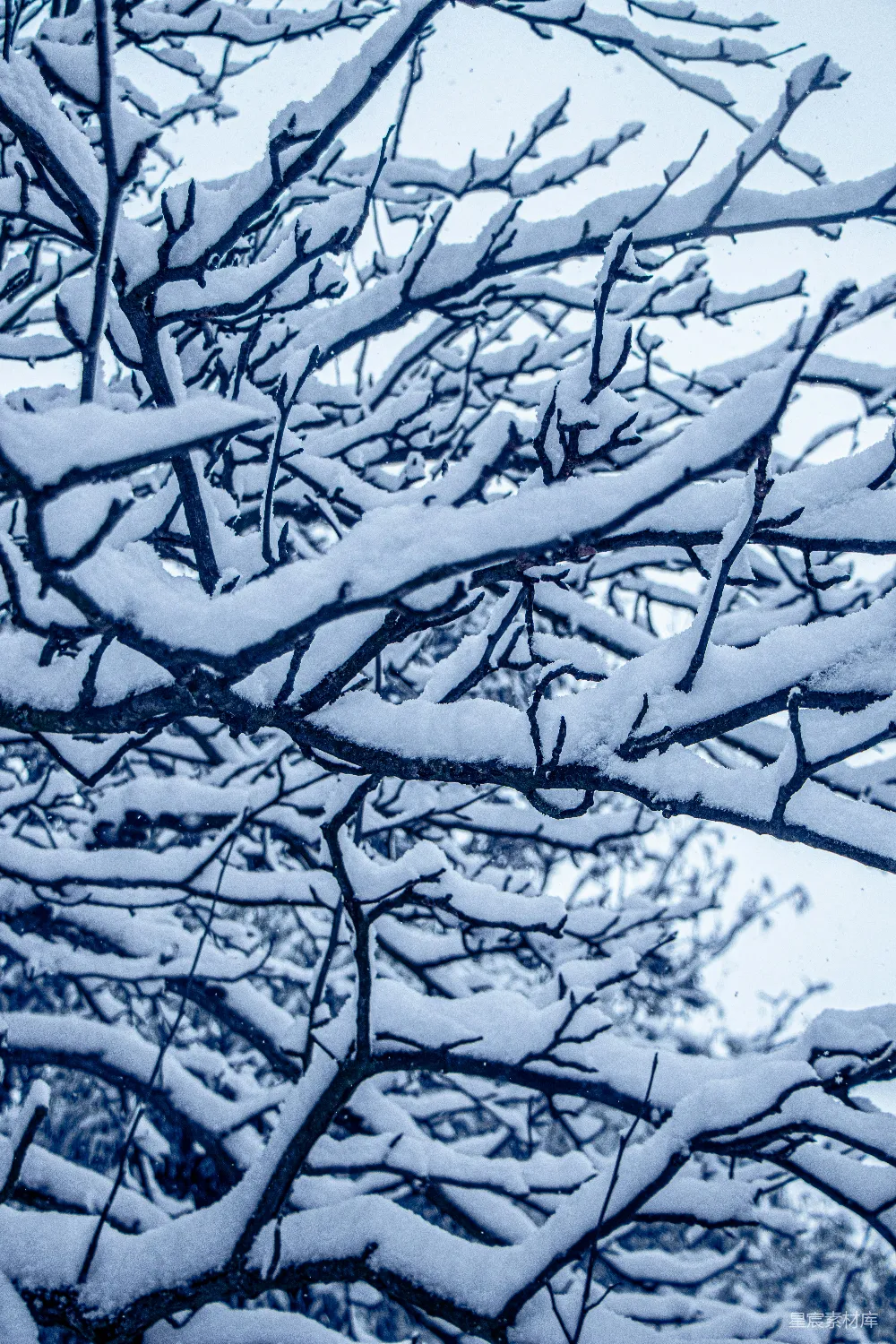 高清摄影 背景是蓝天的一棵树覆满了积雪。