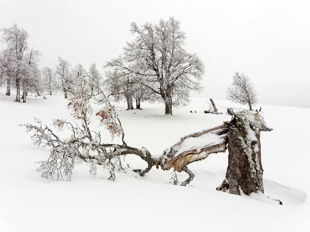 高清摄影 雪地里倒下的树