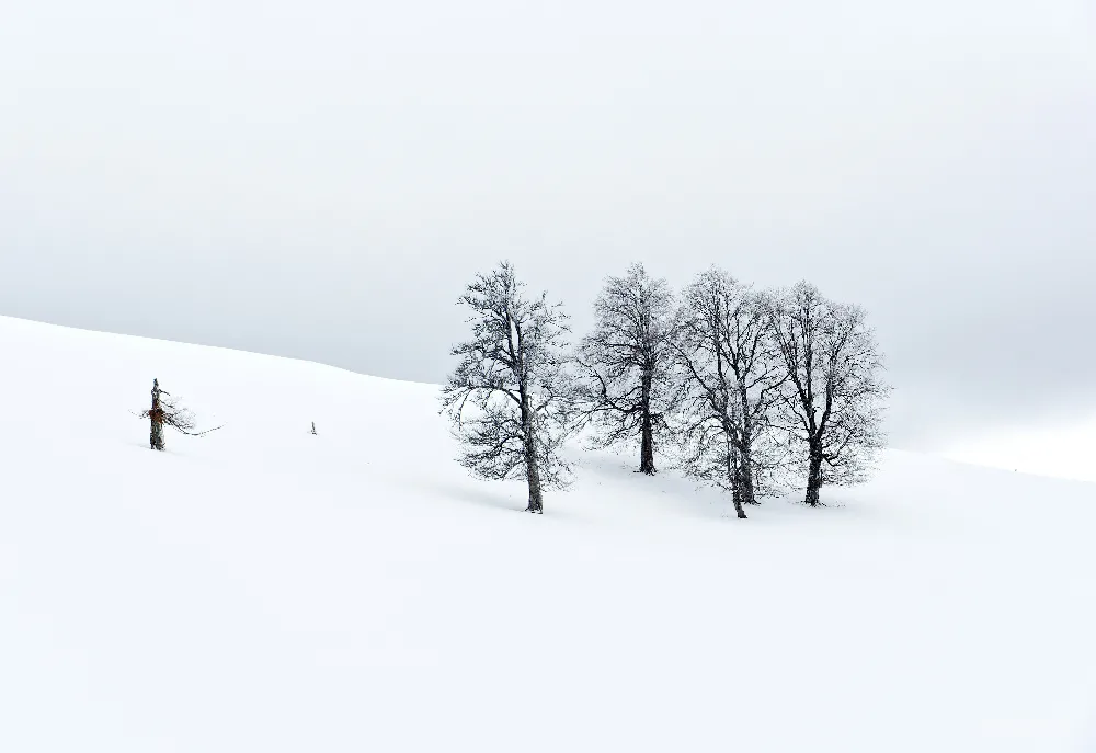 高清摄影 几棵树在雪中