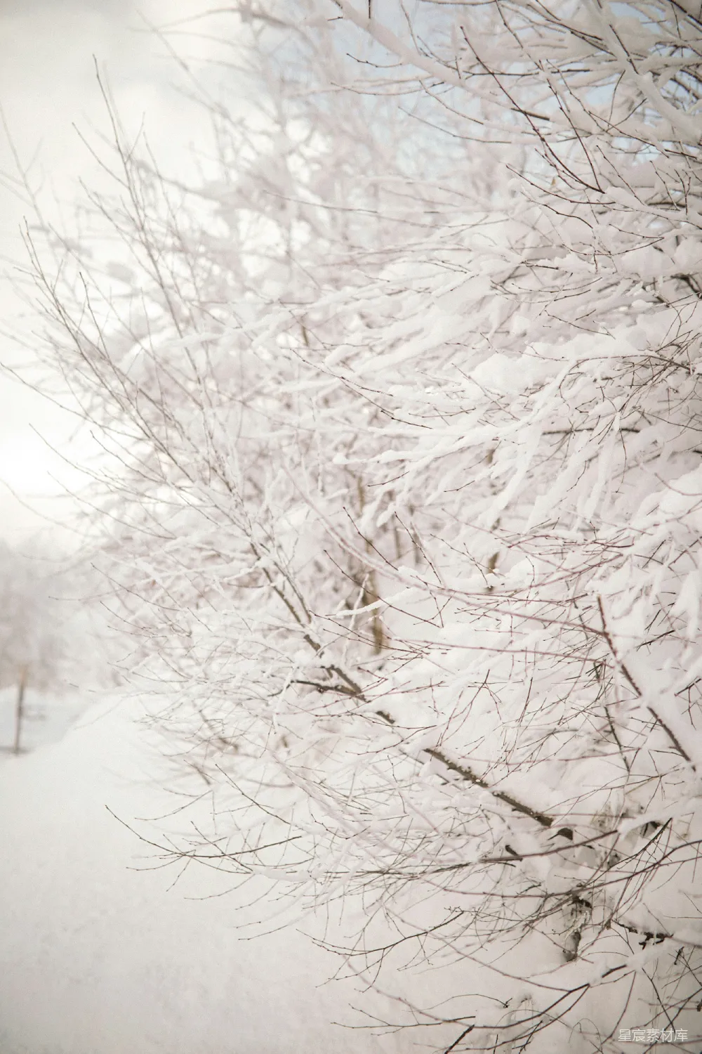 高清摄影 白天树木覆雪